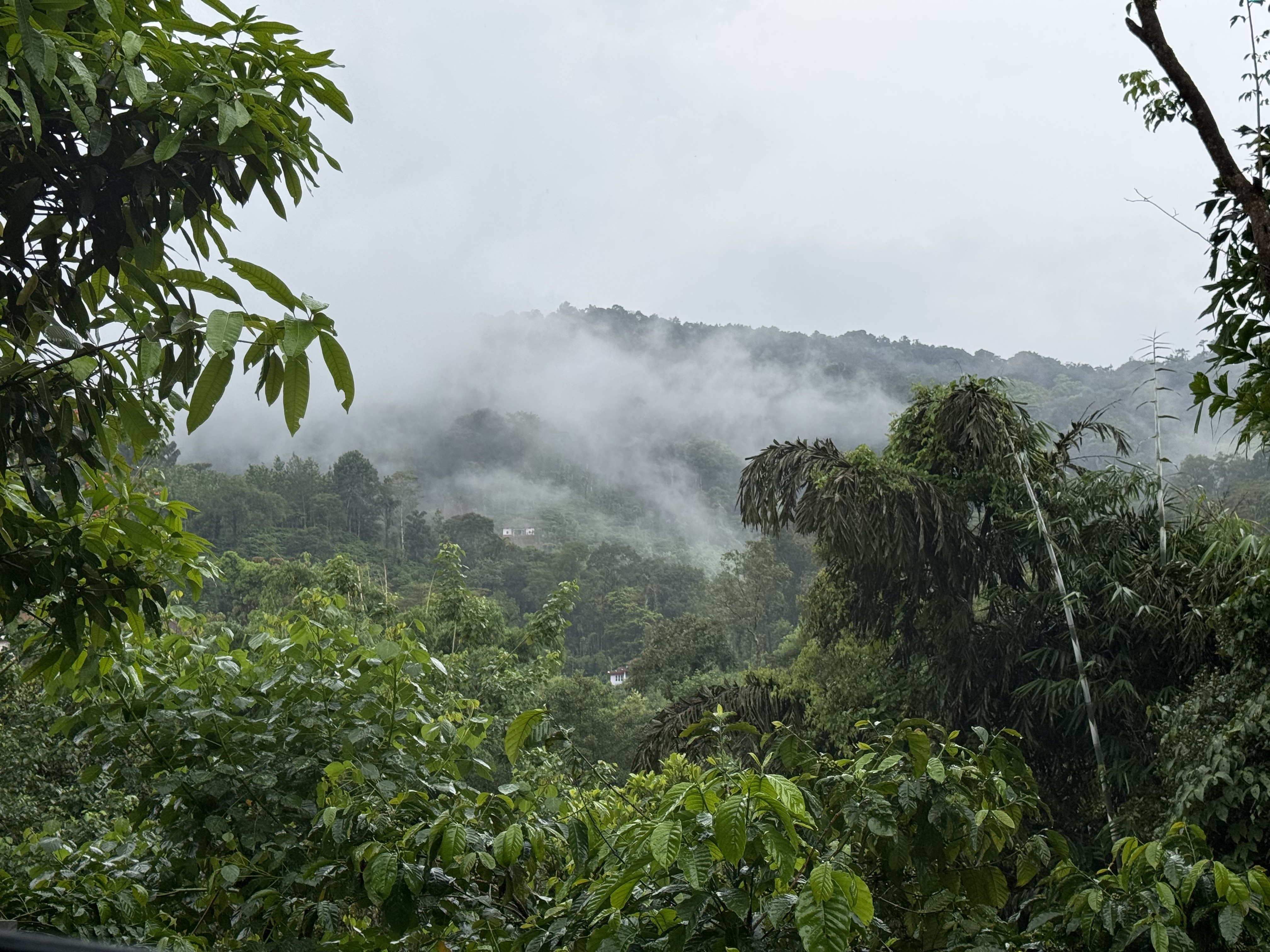 Coffee country forest wrapped in mist